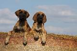 DOGUE ALLEMAND 296